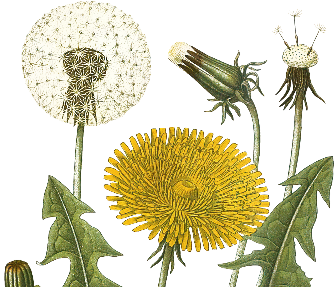 Botanical Shower Ritual