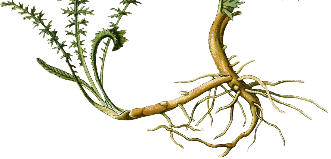 Scalp & Roots Ritual