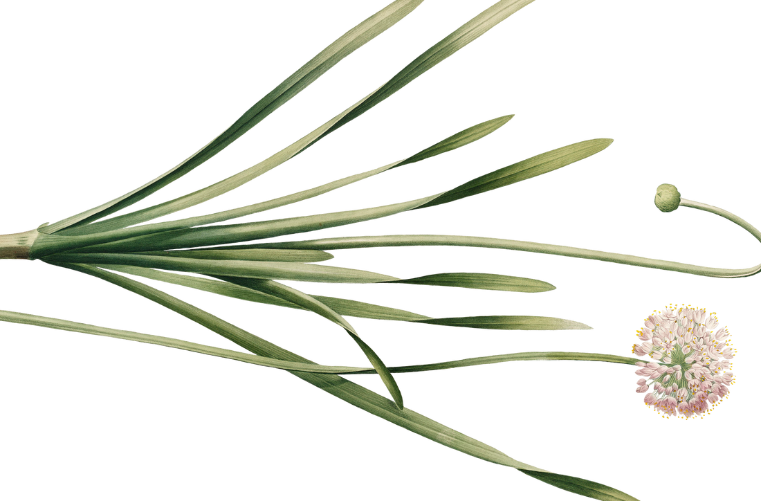 Cleanse & Pause Ritual